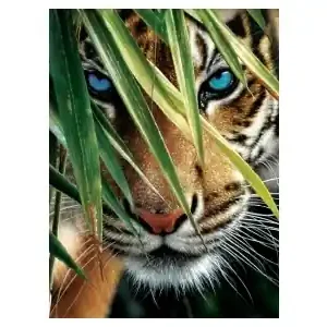 SunsOut Blue Eyes (1000) | Deal