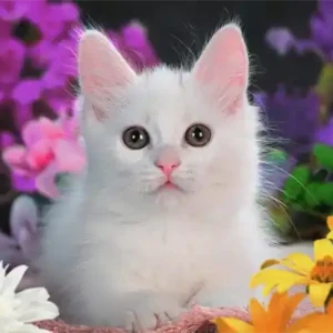 Vit kattunge (glitter) | Nedsatt pris