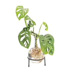 Nyligen tillagt - Winkee - Hydro Vase Flora