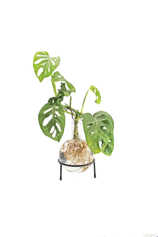 Nyligen tillagt - Winkee - Hydro Vase Flora