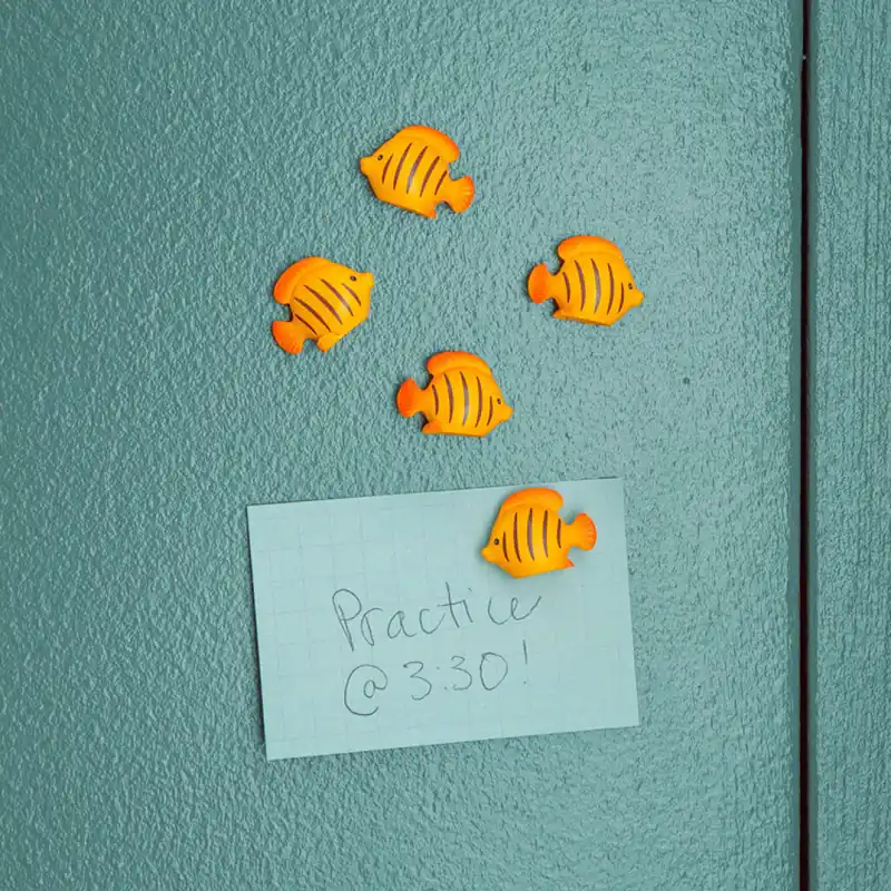 Ta chansen | Kikkerland - Fish Magnets